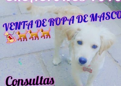 Creaciones TOTOO 🐕