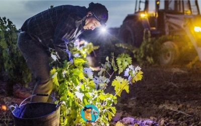 Cambios legislativos complica la contratación de mano de obra extranjera